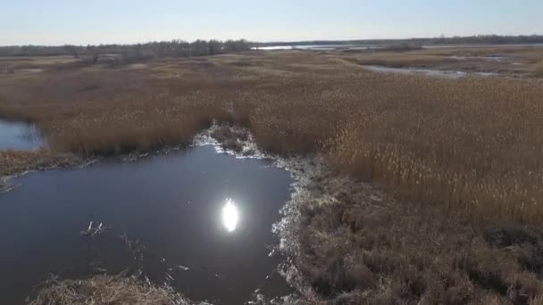 Flying River Overgrown Reeds — Stock Video