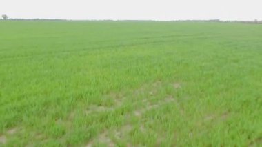 Bir dron filizlenmiş buğdayla tarlada uçuyor.
