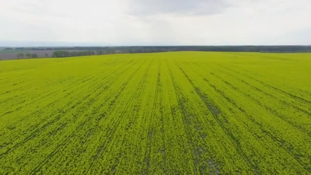 Dron Vuela Sobre Campo Con Una Planta Violada Que Sembrada — Vídeos de Stock