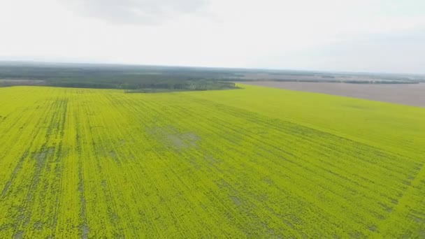 Un drone survole un champ avec une plante violée, qui est semée par les résidents, puis envoyée pour faire de l'huile et du soja 