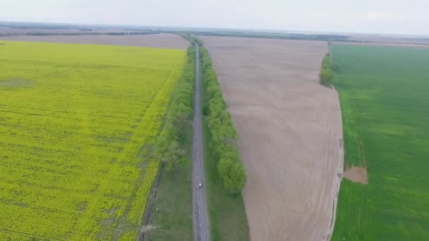 Bir Dron Bir Tarafta Buğdayla Ekilen Üzerinde Kanola Yetişen Bir — Stok video