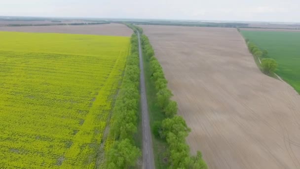 Bir Dron Bir Tarafta Buğdayla Ekilen Üzerinde Kanola Yetişen Bir — Stok video