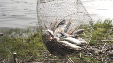 Nehir kenarında balık tutarken, balık dolu bir ağ, balık tutarken, balık çorbası için balık tutarken ya da ızgara yaparken