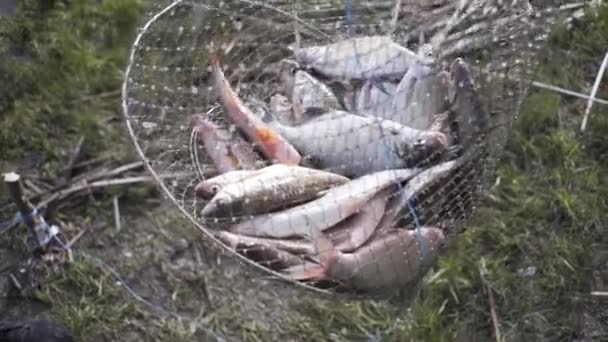 川の近くの釣り 魚でいっぱいの網 火またはグリルで魚のスープのための魚 — ストック動画