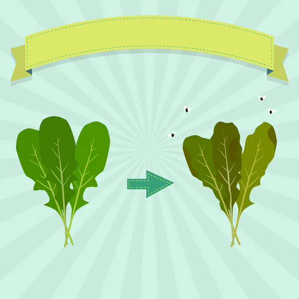 Ruttna och färsk ruccola — Stock vektor