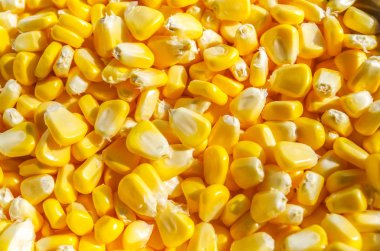 Bir sürü taze sarı mısır.