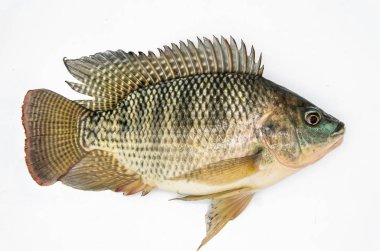 Tilapia 'nın beyaz arkaplanı