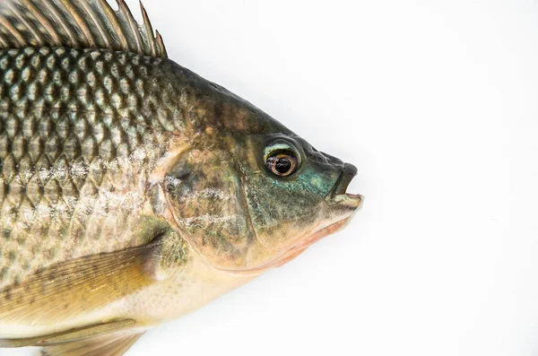 Tilapia 'nın beyaz arkaplanı