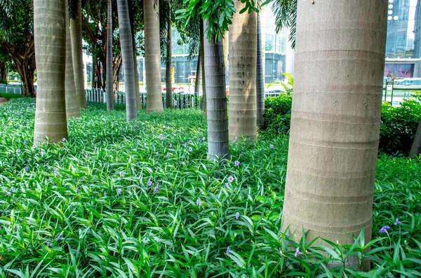 Forêt Dans Parc Municipal — Photo