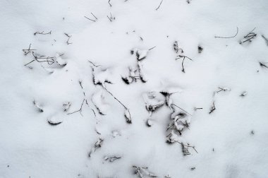 Kış ormanında kar. Kış havası.