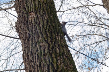 Yaban sincabı bahar ağacında.