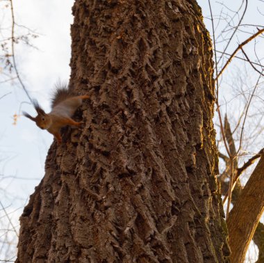 Sincap bahar ormanlarında harikalar yaratır..