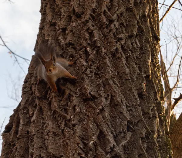 Eichhörnchen Schaut Kamera Vom Baum Aus — Stockfoto