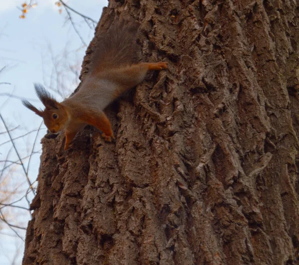 Spyderscoiattolo Nel Parco Primaverile — Foto Stock