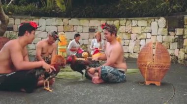 Horozları ile kadın arka planda oynayan iki Balili adam