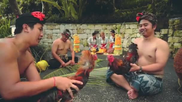 Two balinese man playing with roosters, women in background — Stock Video