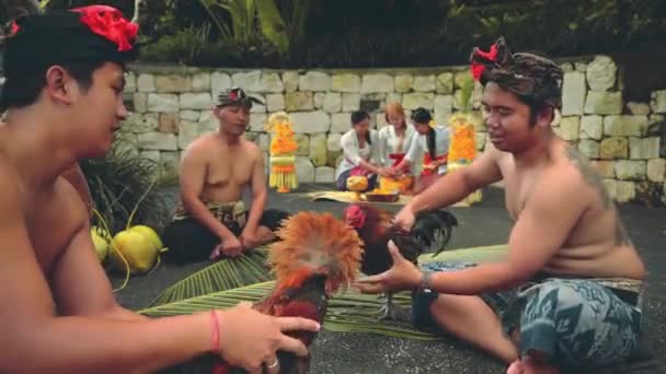 Two balinese man playing with roosters, women in background — Stock Video