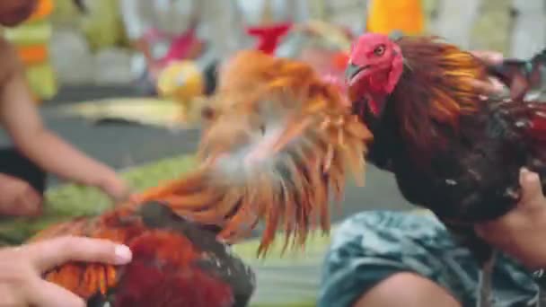 Two balinese man playing with roosters — Stock Video