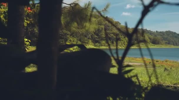 Vue d'un lac par derrière des buissons, lac Buyan — Video