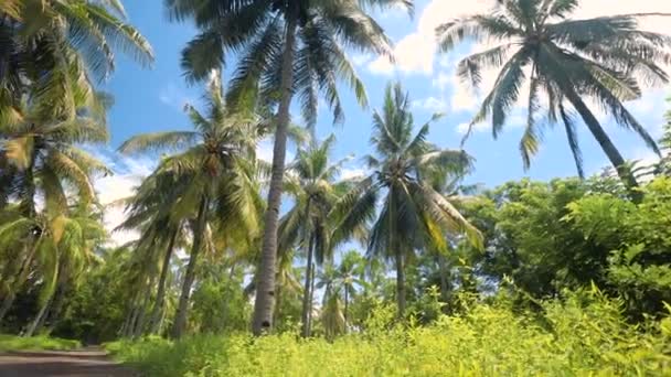 Fille promenades à vélo entre les palmiers luxuriants sur une journée ensoleillée — Video