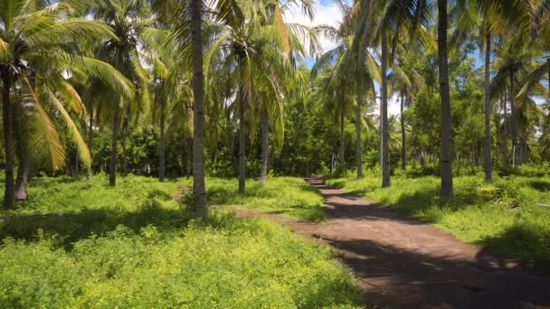 Girl rides bicycle between lush palm trees on sunny day — Stock Video