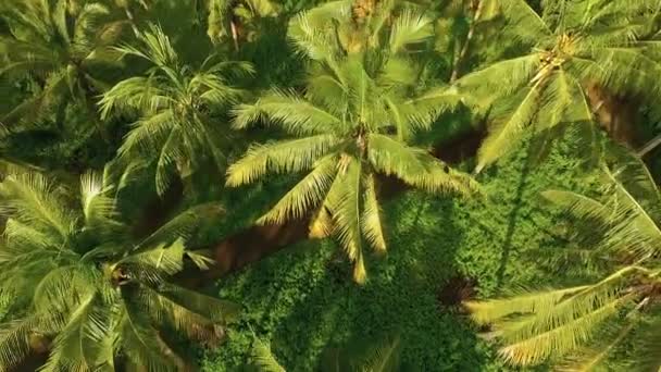Vista aérea superior da menina andar de bicicleta entre palmeiras — Vídeo de Stock