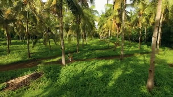 椰子の木の間少女乗馬の自転車の空撮 — ストック動画
