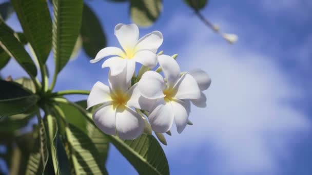 Nahaufnahme weißer Frangipani-Blumen mit blauem Himmel — Stockvideo