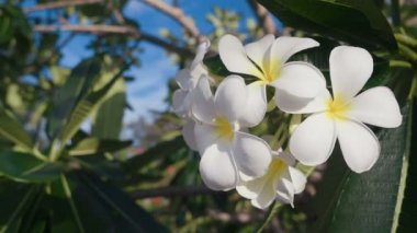 Beyaz frangipani çiçek mavi gökyüzü ile yakın çekim