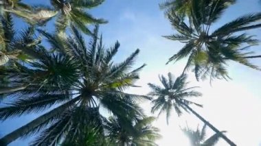 Palmiye ağaçları ile güneşli mavi gök