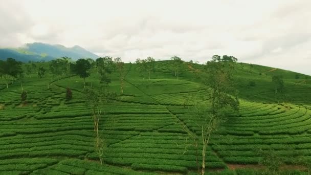 Aerial view of green tea plantation — Stock Video
