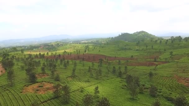 Vista aérea de la plantación de té verde — Vídeos de Stock