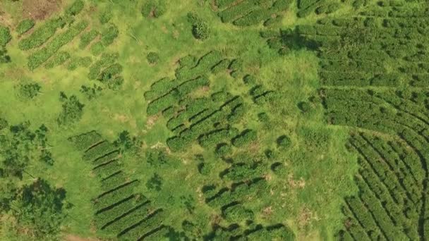 Översta Flygfoto över grönt te plantage — Stockvideo