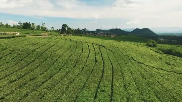 Luchtfoto van groene thee plantage — Stockvideo