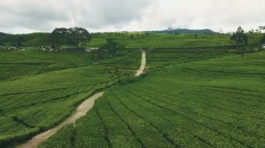 Yeşil çay plantasyon havadan görünümü