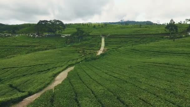 Flygfoto över grönt te plantage — Stockvideo