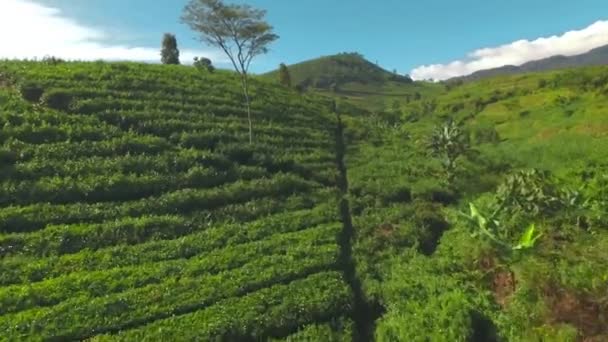 Letecký pohled na zelené čajové plantáže — Stock video