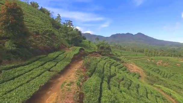 Повітряний вид на плантацію зеленого чаю — стокове відео