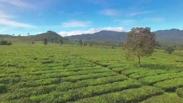 Aerial view of green tea plantation — Stock Video