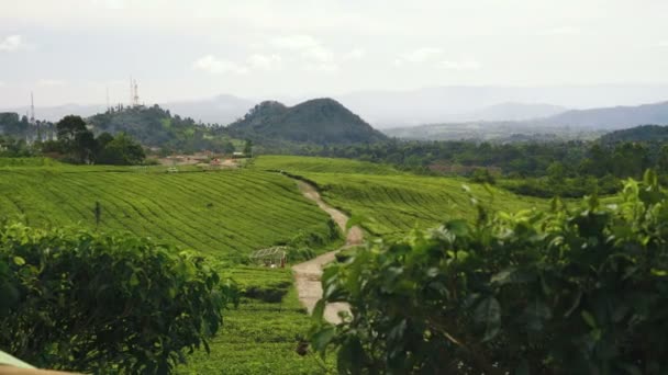 Vista de las plantaciones de té y colinas — Vídeo de stock