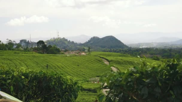Utsikt över teplantager och kullarna — Stockvideo