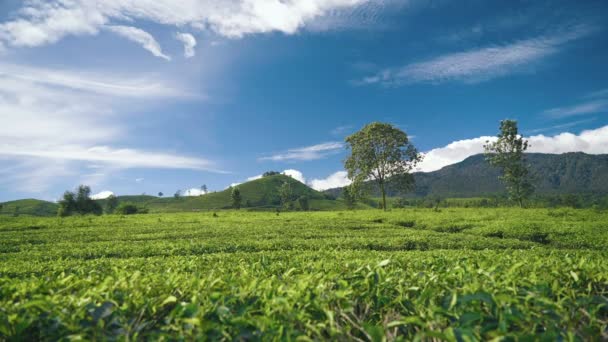 Tea plantations timelapse — Stock Video