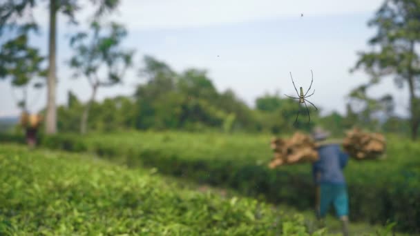 Golden web spider Nephila pilipes on tea plantations, people with wood walking — Stock Video