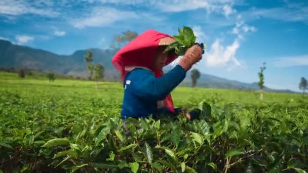 Ινδονησιακή γυναίκα picking φύλλα τσαγιού — Αρχείο Βίντεο