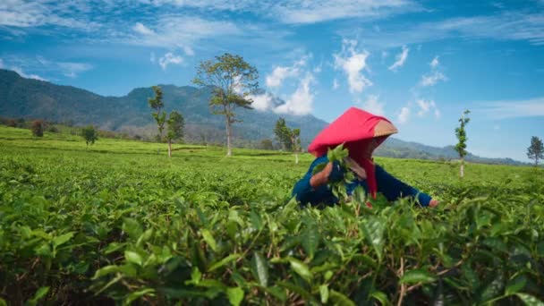Femme indonésienne cueillette feuilles de thé — Video