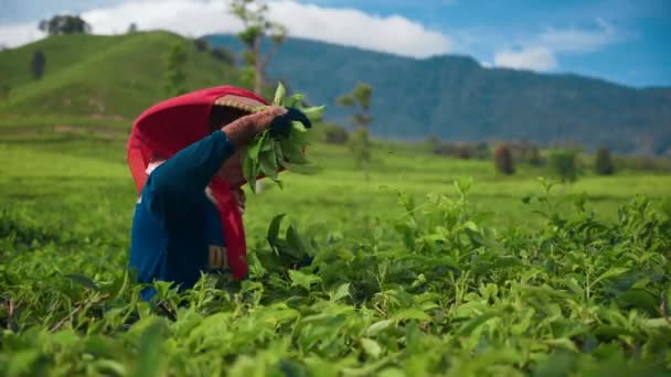 Indonesische vrouw theebladeren plukken — Stockvideo