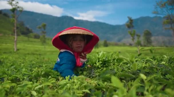 Indonesische vrouw theebladeren plukken — Stockvideo