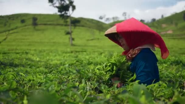 Donna indonesiana raccogliendo foglie di tè — Video Stock