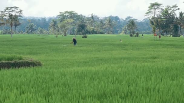 Agricultor pulverizando pesticida no campo de arroz — Vídeo de Stock