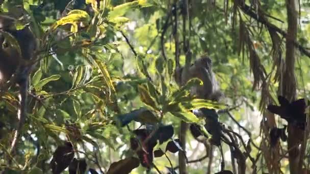 Affe sitzt auf Weinstock — Stockvideo